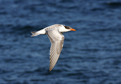 Caspian Tern